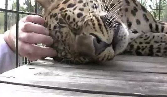 तेंदुए को मरा समझ कर ले रहा था सेल्फी, हुआ हादसा