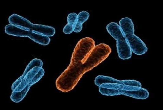 घट रहे हैं Y क्रोमोजोम्स, खत्म हो सकता है पुरूषों का वजूद -रिसर्च