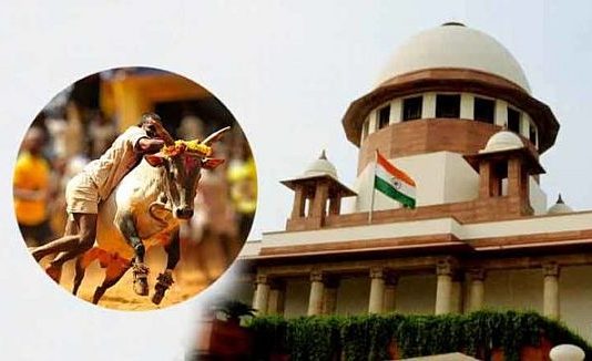 जल्लीकट्टू मामला: कोर्ट ने याचिका संविधान पीठ को भेज तय किए बिन्दु