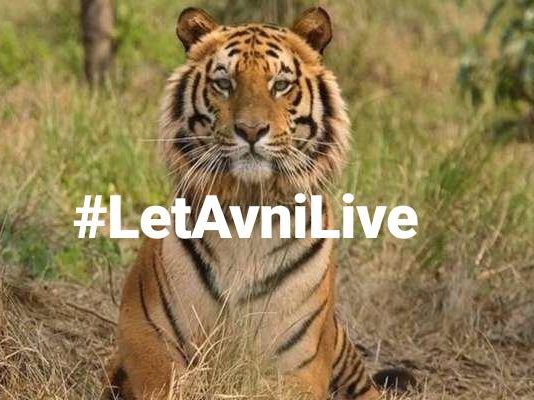 #LetAvniLive : बाघिन अवनी को मौत की सज़ा कितनी जायज़! #LetAvniLive : बाघिन अवनी को मौत की सज़ा कितनी जायज़!