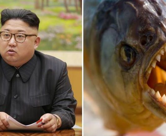 तानाशाह किम जोंग ने अपने जनरल को मछलियों से भरे टैंक में फेंकवाया