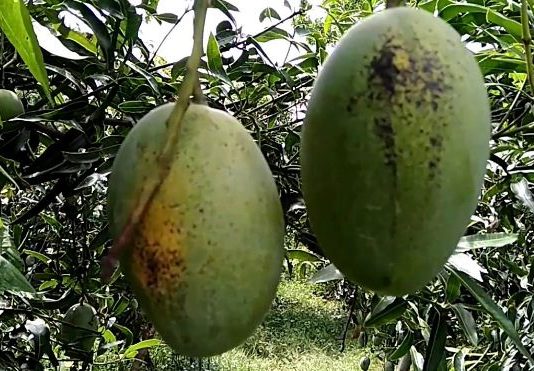 ये हैं आमों की मल्लिका, 1200 रुपये सिर्फ एक आम की कीमत