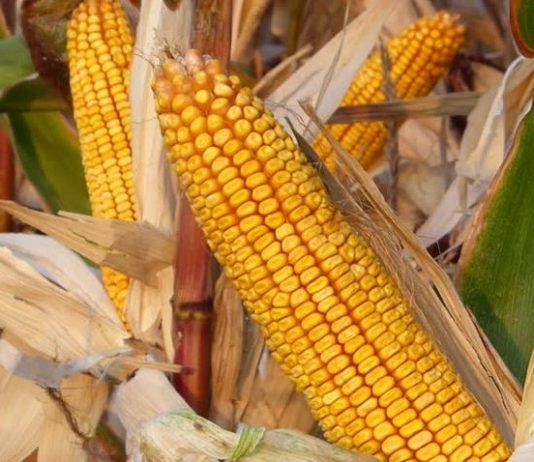 बरसात के मौसम में करें भुट्टे का सेवन, जानें 15 बेहतरीन फायदों के बारे में