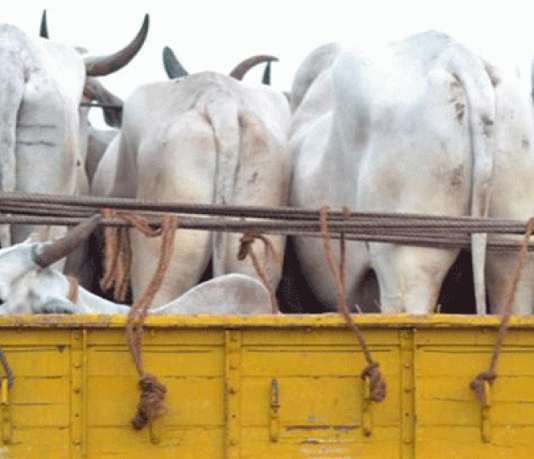 झारखंड में पुलिस ने पकड़े 3 ट्रक मवेशी, तस्कर अरेस्ट