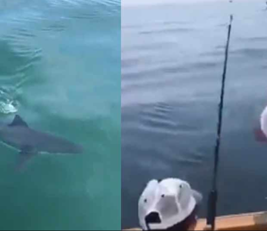 मछली के लिए लड़की ने लगाया जाल फंस गई शार्क, फिर जो हुआ…VIDEO में देखें