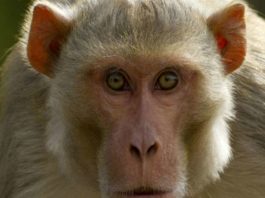 चीन का नया शोध, बंदर को बनाया जा रहा इंसान जितना चालाक!