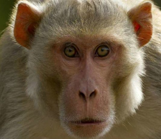 चीन का नया शोध, बंदर को बनाया जा रहा इंसान जितना चालाक!