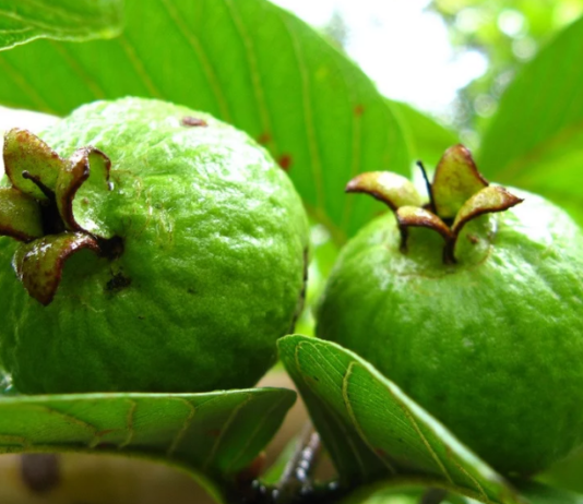 अमरुद के पत्तों के सेवन के हैं अनेक फायदे, कर सकते हैं इन बिमारियों का भी इलाज !