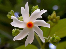 हरसिंगार के ये चमत्कारी औषधीय गुण और घरेलू नुस्खे, इन बीमारियों के लिए रामबाण