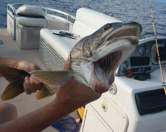 सोशल मीडिया पर छाई दो मुंह वाली मछली, PHOTO देख लोग हो रहे हैरान