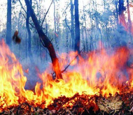 Australia: आग से झुलस रहे देश को छोड़कर छुट्टियां मनाने चले गए PM, अब मांगी माफी