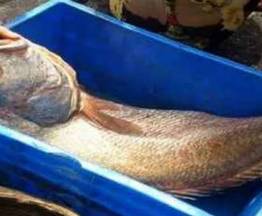 मार्केट में आते ही 25 हजार में बिकी ये 800 किलो वजनी मछली