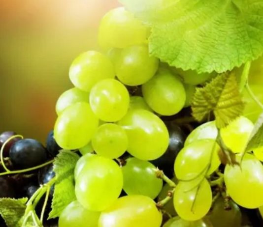 अंगूर सेहत के लिए बेहद लाभदायक, इन जानलेवा बीमारियों के खतरे को करता है कम