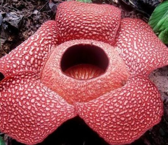 दुनिया के इस सबसे बड़े फूल से आती है सड़े लाश की तरह दुर्गंध, इसकी 28 प्रजातियां हैं मौजूद