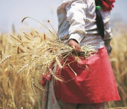 इधर सरकार बनाने की गठजोड़ में व्यस्त थे नेता, उधर 300 किसानों ने दे दी अपनी जान