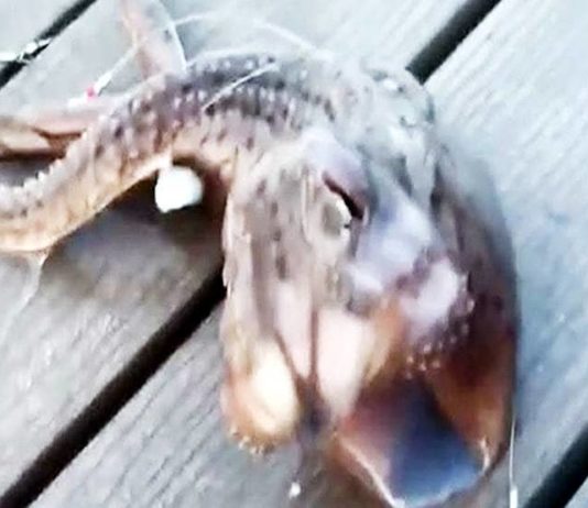 मछुआरे के जाल में मछली के साथ फंसा ऐसा जीव, जिसे देखकर दंग रह गए