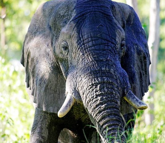 इस देश ने मात्र 18.60 करोड़ रुपये के लिया, किया ये काम जानकर आप भी हो जाएंगे दंग