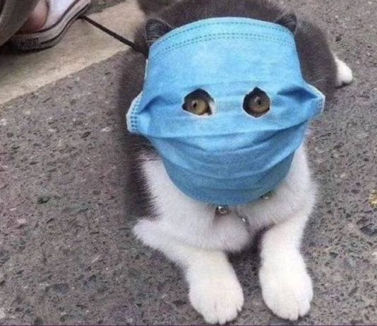 चीन में कोरोना वायरस का ऐसा कहर, मास्क लगाकर घूम रहे कुत्ते-बिल्ली