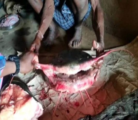 भारत के इस राज्य में मिलती है इतनी बड़ी मछली, लोग कर रहे ये काम