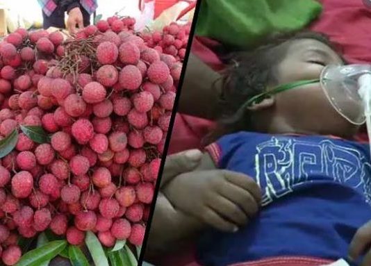 लीची से नहीं होता इंसेफलाइटिस, जांच में हुआ खुलासा- आधे बच्चों ने कभी खाई ही नहीं थी
