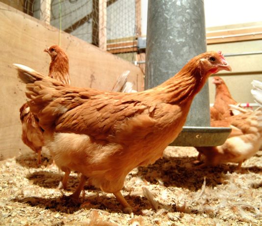 Corona virus की वजह से लड़खड़ाया पोल्ट्री उद्योग, 10 से 30 रुपए किलो में बिक रहा चिकन