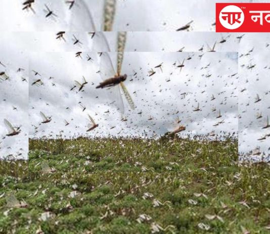 टिड्डियों ने काटा बवाल, ख़तरे में भोले की नगरी ‘काशी’