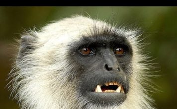 दिल्ली चिड़ियाघर के जानवर संकट में, मादा लंगूर की मौत, शेर को लकवा