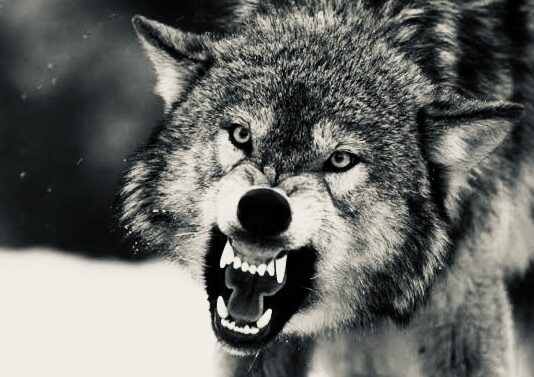 UP: बहराइच में आदमखोर भेड़िए का आतंक, पूरे इलाक़े में ख़ौफ़